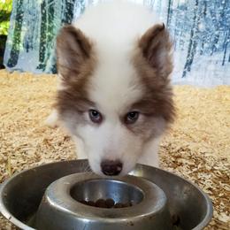 Native American Indian Dog Puppies from Night Eyes NAIDs