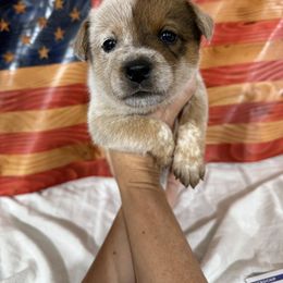 Star - Red speckled female Australian Cattle Dog puppy in Lynd, Minnesota from Diamond Falls Cattle Dogs