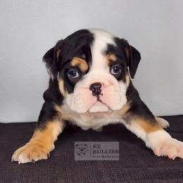 Brandon - Black tri-color male Bulldog puppy in Hillsdale County, Michigan from KZ Bullies LLC