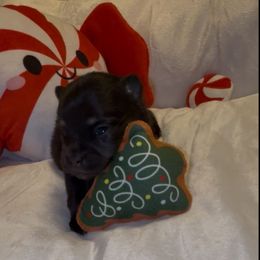 Wini - Black and tan female Pomeranian puppy in Tucson, Arizona from Pomutopia