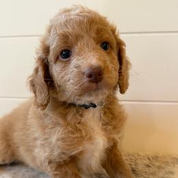 Black Collar Boy - Apricot male Goldendoodle puppy in San Augustine, Texas from Vintage Doodles