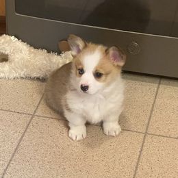Pembroke Welsh Corgi and Poodle Puppies from Blue Diamond Kennel
