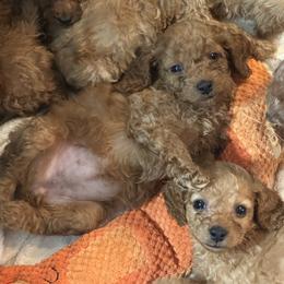 Cavapoo Puppies from Quentin