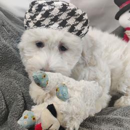Sasha: OFA and CHIC sire - White female Coton de Tulear puppy in Westfield, North Carolina from Legacy Pets