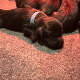 Labrador Retrievers from Ozatonka British Labs