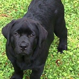 Labrador Retrievers from Rushmere Labradors