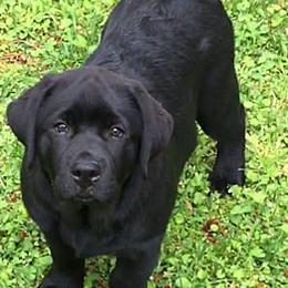Labrador Retrievers from Rushmere Labradors