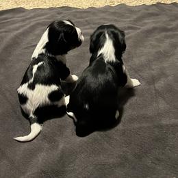Cavalier King Charles Spaniel Puppies from Pam's Cavalier King Charles Spaniels
