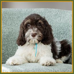 Dustin - Brown male Cockapoo puppy in Connersville, Indiana from Deaz Doodle Ranch