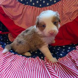 Tynk - Red merle female Border Collie puppy in Watsontown, Pennsylvania from Kate Gresham