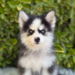 Ruger - Black and white male Pomsky puppy in Whittier, California from Legendary Pomskies