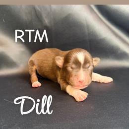 Dill - Red tri male Miniature Australian Shepherd puppy in Medical Lake, Washington from MAS Gone Rogue