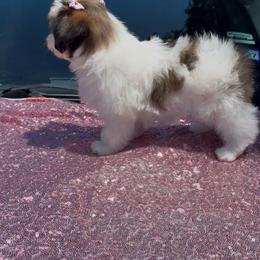 Hunny - Parti female Yorkshire Terrier puppy in Houston, Texas from Little things