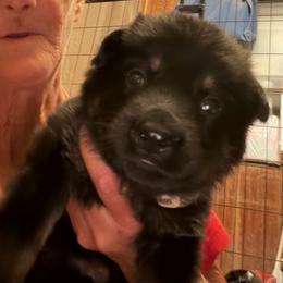 A--Multi Green collar girl - Bi-color female German Shepherd puppy in Centralia, Illinois from Janices AKC German Sheperds LLC