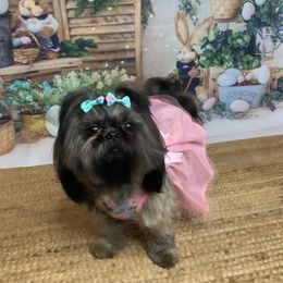 Gi - Shih Tzu