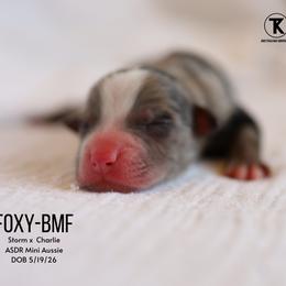 Foxy - Blue Merle Female - Blue merle female Miniature Australian Shepherd puppy in Nacogdoches, Texas from TK Standard, Mini, & Toy Aussies