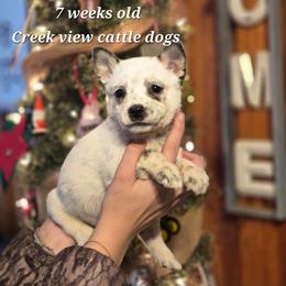 Girl 5 - Blue mottled female Australian Cattle Dog puppy in Monroe, North Carolina from Creek View Cattle Dogs