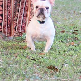 American Bulldog, French Bulldog, and Shorty Bull Puppies from Bingham's Bulldogs LLC