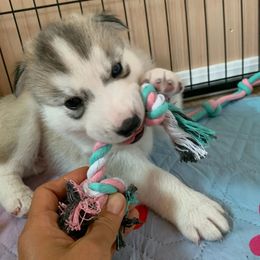 Siberian Husky Puppies from Canace Siberians