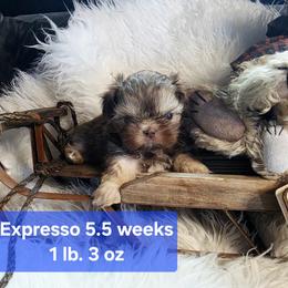Expresso - Chocolate and tan male Shih Tzu puppy in Center Point, Iowa from Puppies in a Box Shih tzus