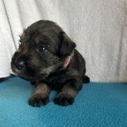 Girl 2 - female Standard Schnauzer puppy in Medina, Ohio from Nordic Sky- Standard Schnauzers