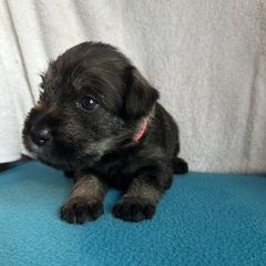 Girl 2 - female Standard Schnauzer puppy in Medina, Ohio from Nordic Sky- Standard Schnauzers