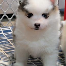 Bessie-2000 - Black and white female Pomsky puppy in Spring Hill, Florida from www.PuppyTimeEmporium.com