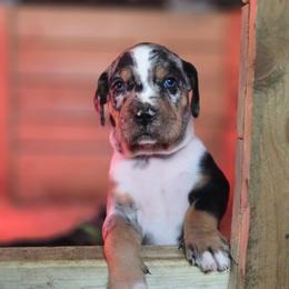 Catahoula Leopard Dog and Pembroke Welsh Corgi Puppies from Peach Tree/Shoreline Catahoulas & Corgis