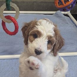 Hammer - Parti male Goldendoodle puppy in Sioux Falls, South Dakota from Dolly's Doodles