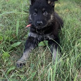 Orange Collar - Black and red male German Shepherd puppy in Upland, Indiana from Pinegrove German Shepherds