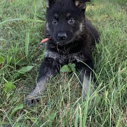 Orange Collar - Black and red male German Shepherd puppy in Upland, Indiana from Pinegrove German Shepherds