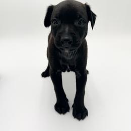 Shelby - Black male Xoloitzcuintli puppy in West Jordan, Utah from Majestic Nakids