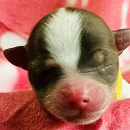 Nola - Black and white female Companion Cross puppy in Mankato, Minnesota from Niko Terriers