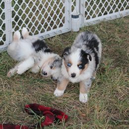 Australian Shepherd Puppies from Westrip Angus & Aussies
