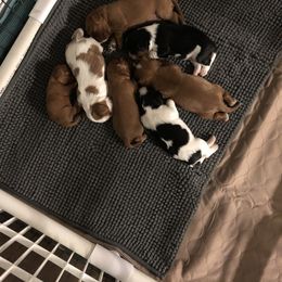 Cavalier King Charles Spaniel Puppies from Colorful Cavaliers