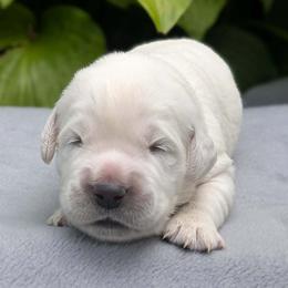 Max - Light golden male Golden Retriever puppy in Walnut Grove, Missouri from Forever Your Puppies