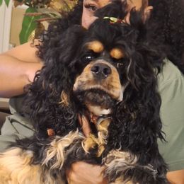 TooToo - Cocker Spaniel