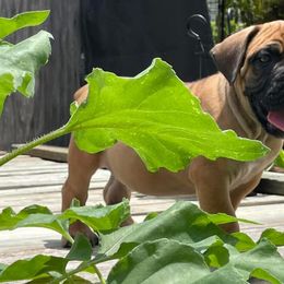 Boerboel Puppies from Dynasty Blue Ridge Boerboel