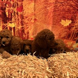 Goldendoodle and Golden Retriever Puppies from Were The Mack'Doodles