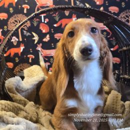 Arik - Red male Dachshund puppy in Willard, Utah from Simply Sharing Love