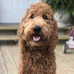 Rosie  - Goldendoodle