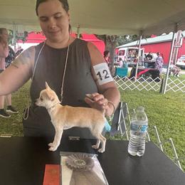 Halo - Chihuahua