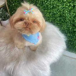 Mila - Shih Tzu