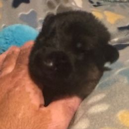 Boy 1 - Black and red male German Shepherd puppy in Rockfield, Kentucky from Cheveyo German Shepherds