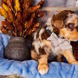 Kit Kat - Chocolate merle female Bernedoodle puppy in Richmond, Texas from Harper’s Heartbeats
