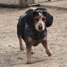Bailey - Black tan and bluetick female Beagle puppy in Baltimore, Maryland from Country Acres Farm