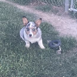 Hank - American Corgi