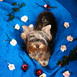Yorkshire Terrier Puppies from Essence of Grace Yorkies