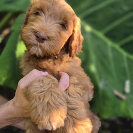 Roe's Red Boy - Red  male Goldendoodle puppy in Brea, California from River Doodles