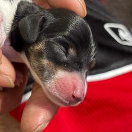 Branch - Black and tan male Dachshund puppy in Nampa, Idaho from 208 Dox Dynasty